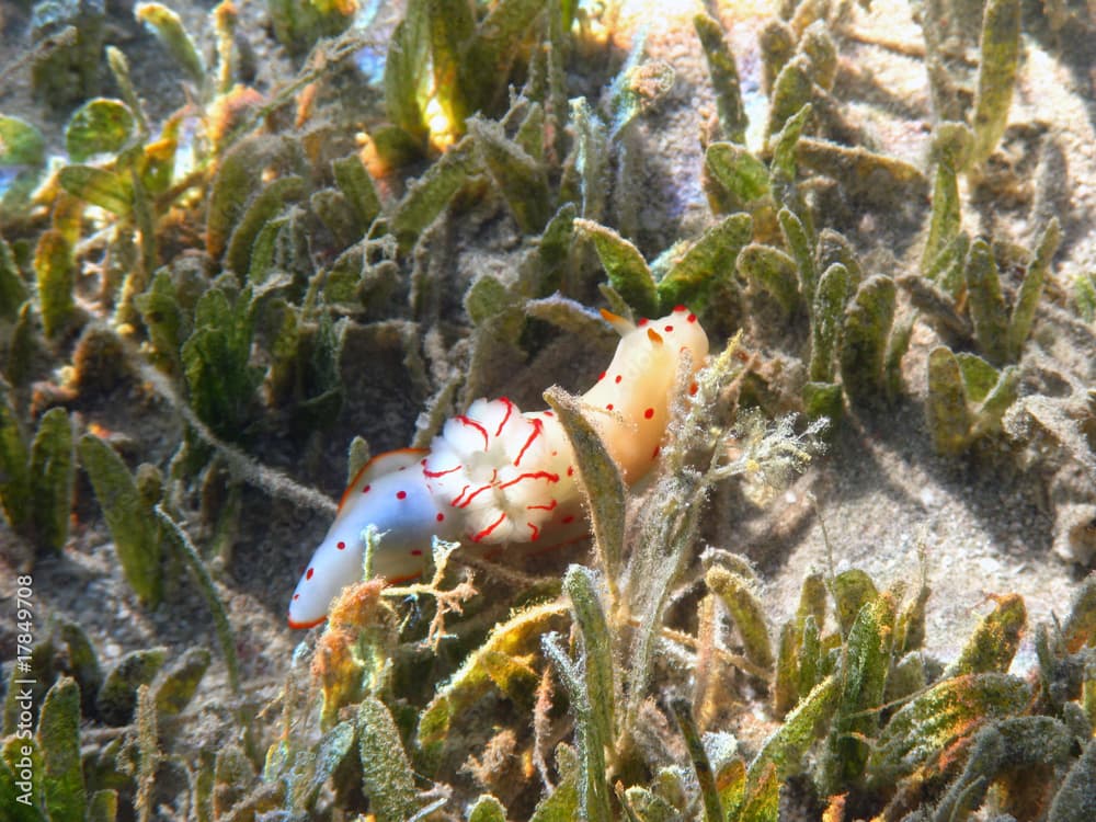 Ceylon gymnodorid in Red sea