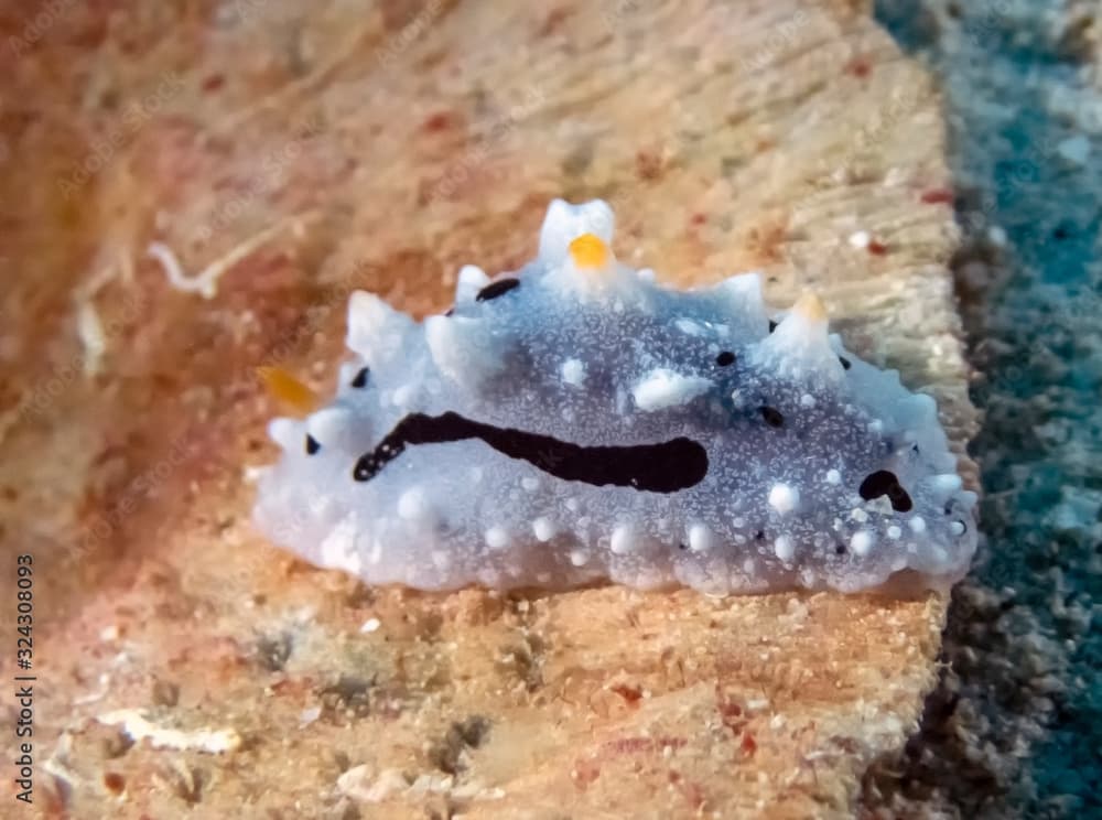 An Elegant Phyllidia (Phyllidia Elegans)