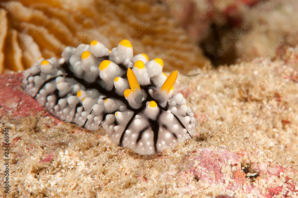 Phyllidia elegans  nudibranch crawls on sea bottom of Bali, Indonesia