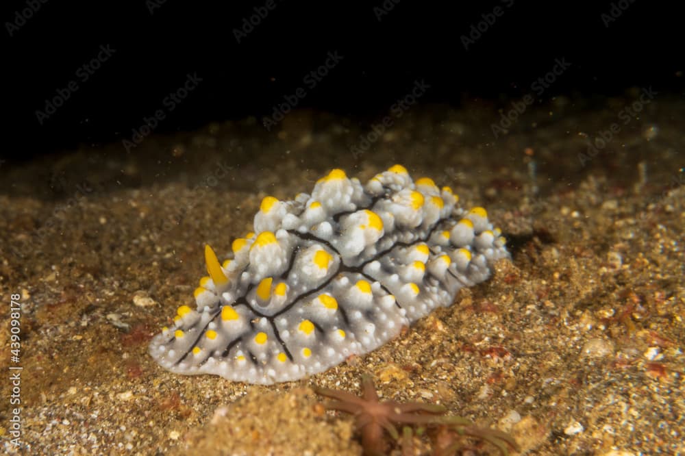 Elegant Phyllidia (Phyllidia elegans) on sandy bottom near Anilao, Philippines.  Underwater photography and travel.