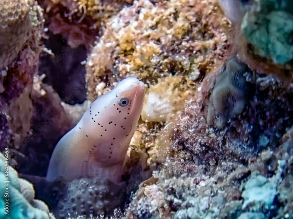 A Geometric Moray Eel (Gymnothorax griseus) in the Red Sea, Egypt