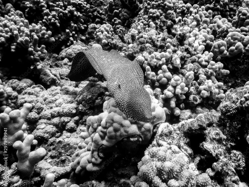 Black and White Eel Swimming Over Coral Reef