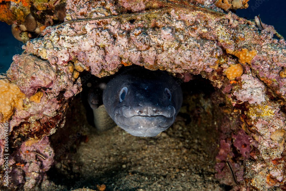 Conger eel, Conger cinereus