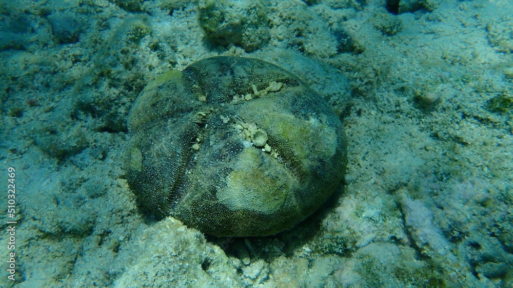 Test (hard shell) of red heart urchin or cake urchin, large heart urchin (Meoma ventricosa) undersea, Caribbean Sea, Cuba, Playa Cueva de los peces

