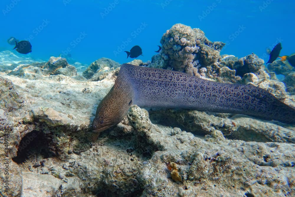 Moray eel - Gymnothorax javanicus (Giant moray) in the Red Sea,