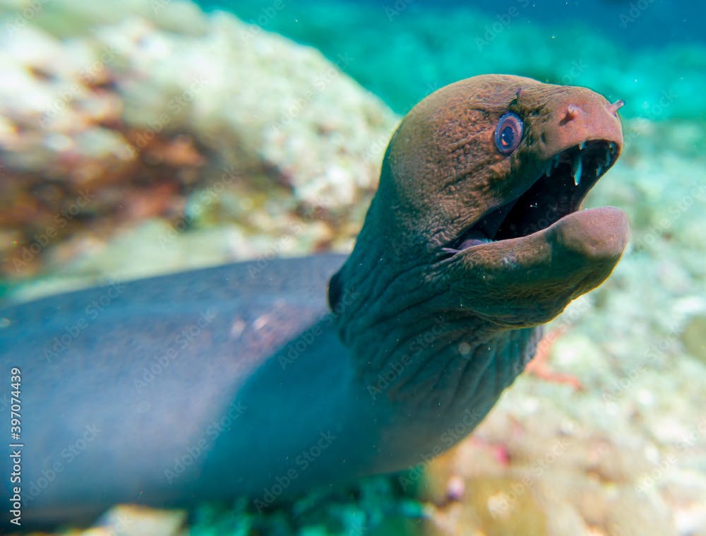 Close up, macro: Giant Moray Eel (Gymnothorax javanicus), open mouth showing teeth underwater foto