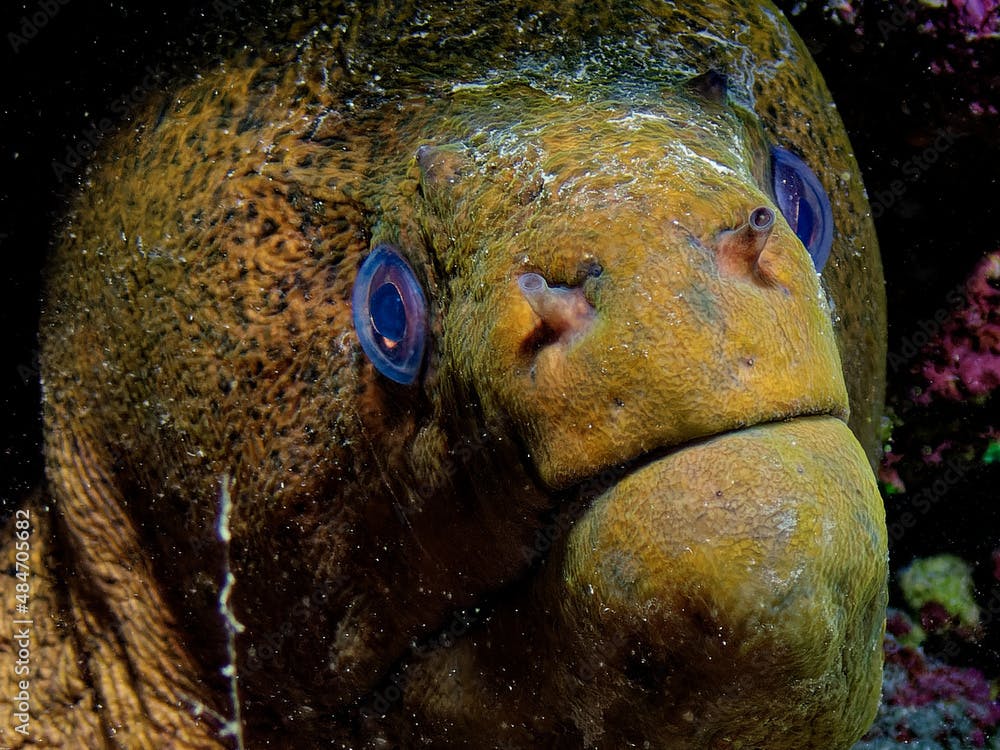 Giant moray (gymnothorax javanicus) on the coral reef of Tahiti. Photograph taken during a night dive.