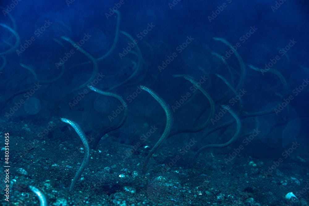 Indian Spaghetti Eel Gorgasia maculata