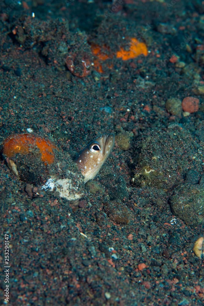 Indian Spaghetti Eel Gorgasia maculata