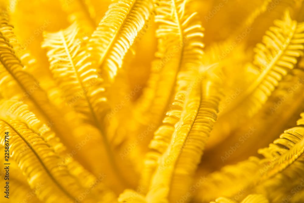 Feather Star · Comaster schlegelii · Reeflings Library