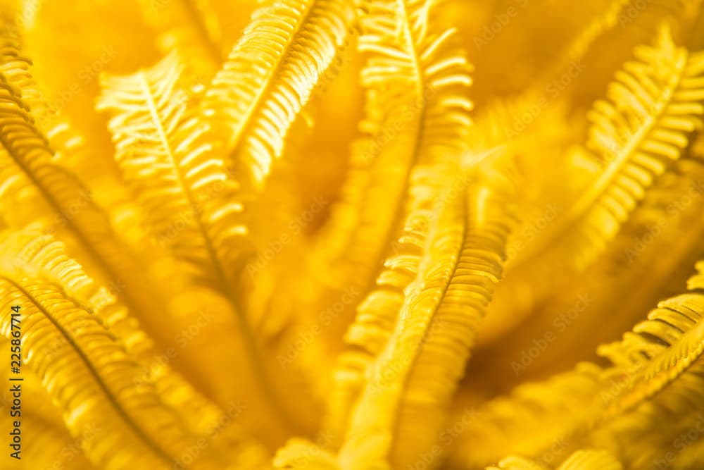 Yellow feather starfish (Comaster schlegelii), found in Similan island , Thailand 2018