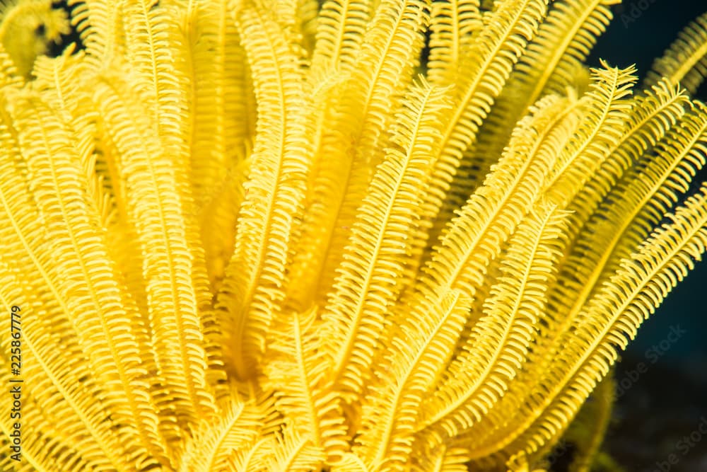 Yellow feather starfish (Comaster schlegelii), found in Similan island , Thailand 2018