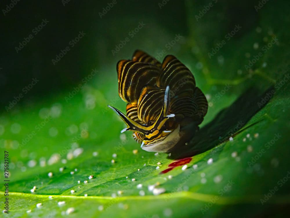 Underwater close-up photography of a Black-lined sapsucking slug (Cyerce nigra) 