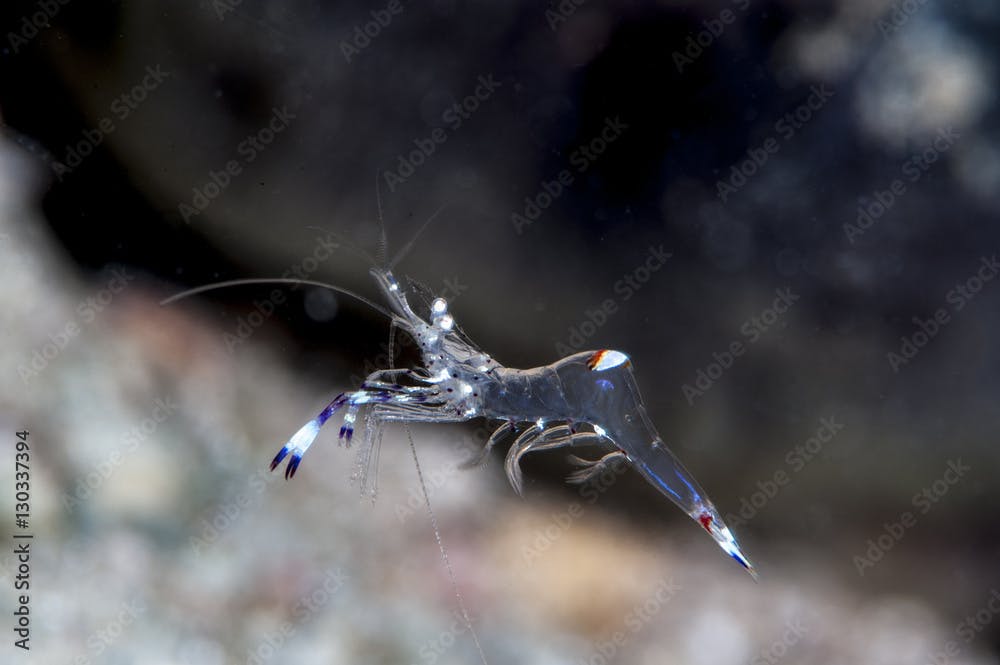 Commensal shrimp (Periclimenes venustus), Sulawesi, Indonesia