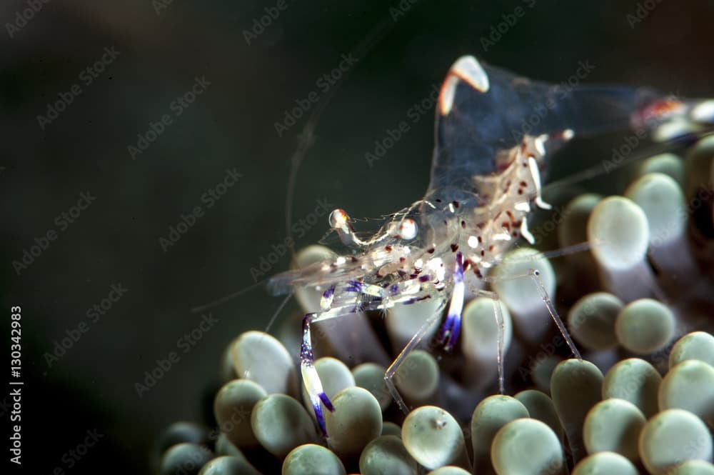 Anemone shrimp (Periclimenes venustus), Sulawesi, Indonesia