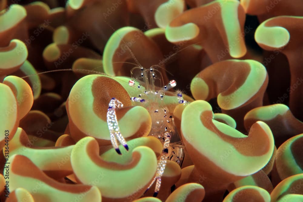 Periclimenes venustus (Beautiful Cleaner Shrimp, Graceful Anemone Shrimp) in an Anemone. Anilao, Philippines