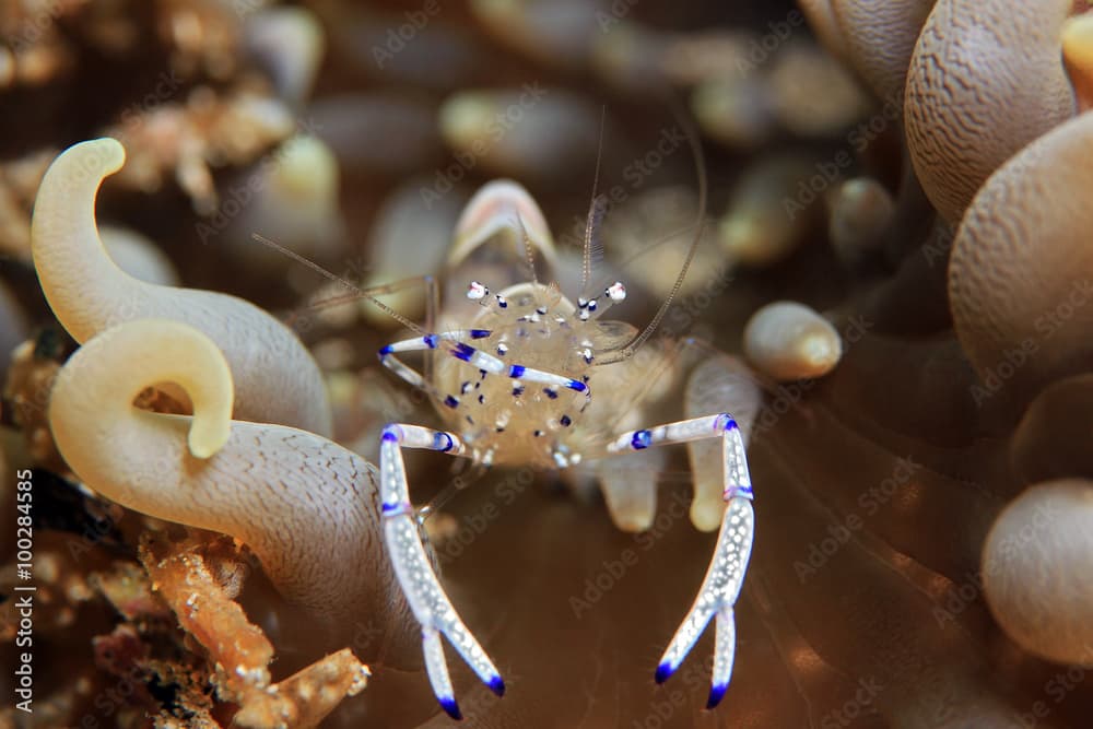 Beautiful Cleaner Shrimp (Periclimenes Venustus). Padang Bai, Bali, Indonesia