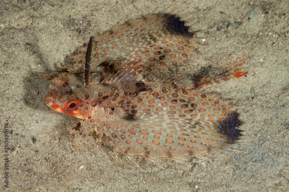 Spotwing flying gurnard, Dactyloptena macracantha