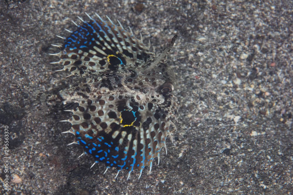 A juvenile flying gurnard, Dactylopterus volitans, swims over a sandy seafloor in Indonesia. 