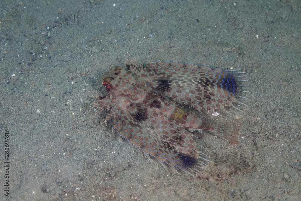 Spotwing flying gurnard, Dactyloptena macracantha