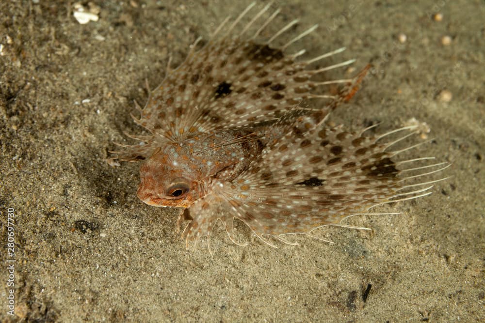 Spotwing flying gurnard, Dactyloptena macracantha