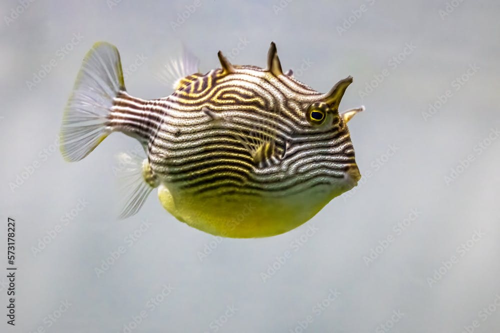 A female Shaw's cowfish, Aracana aurita, also known as a painted boxfish or striped cowfish. Found in the reefs of the eastern Indian Ocean around south Australia