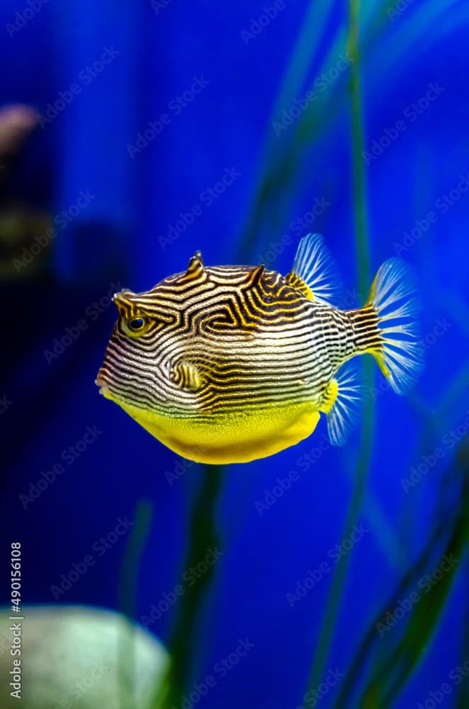 Aracana aurita, stripped cowfish swimming in a clear crystal water of an aquarium