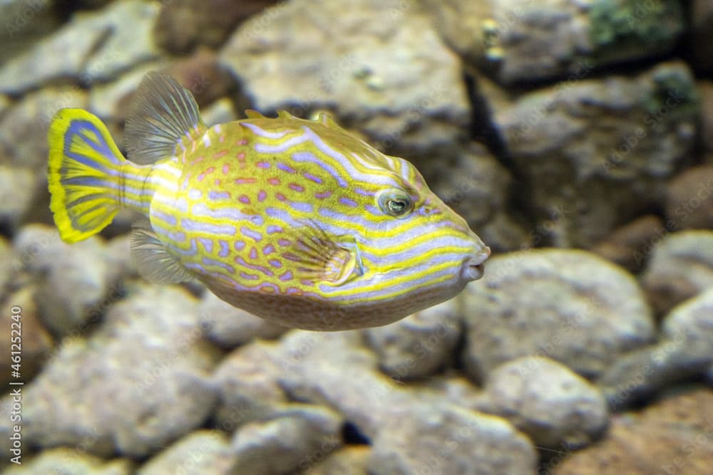 Striped cowfish underwater portrait