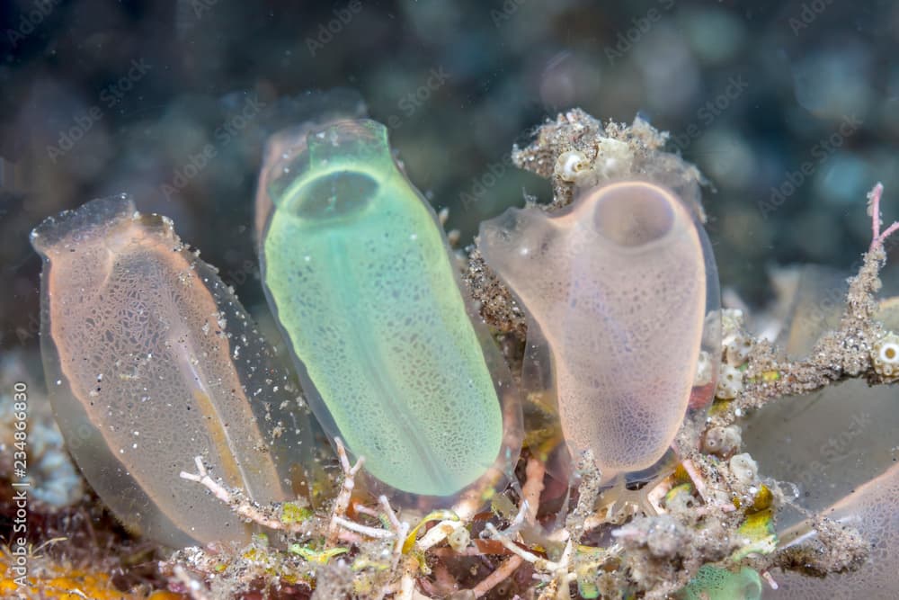 Tunicate underwater off the coast of Bali