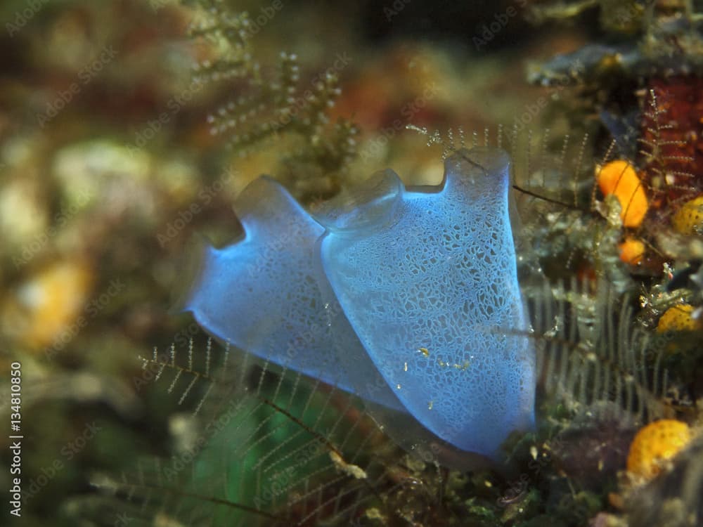 Blue Club Tunicate, Keulenseescheide (Rhopalaea crassa)