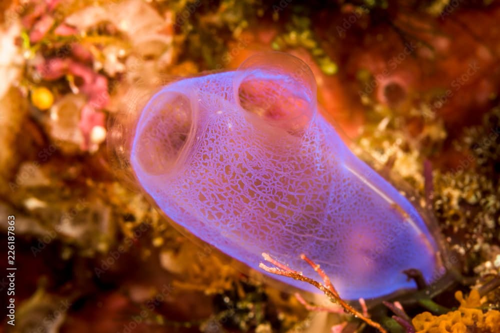 blue ascidian filtering water