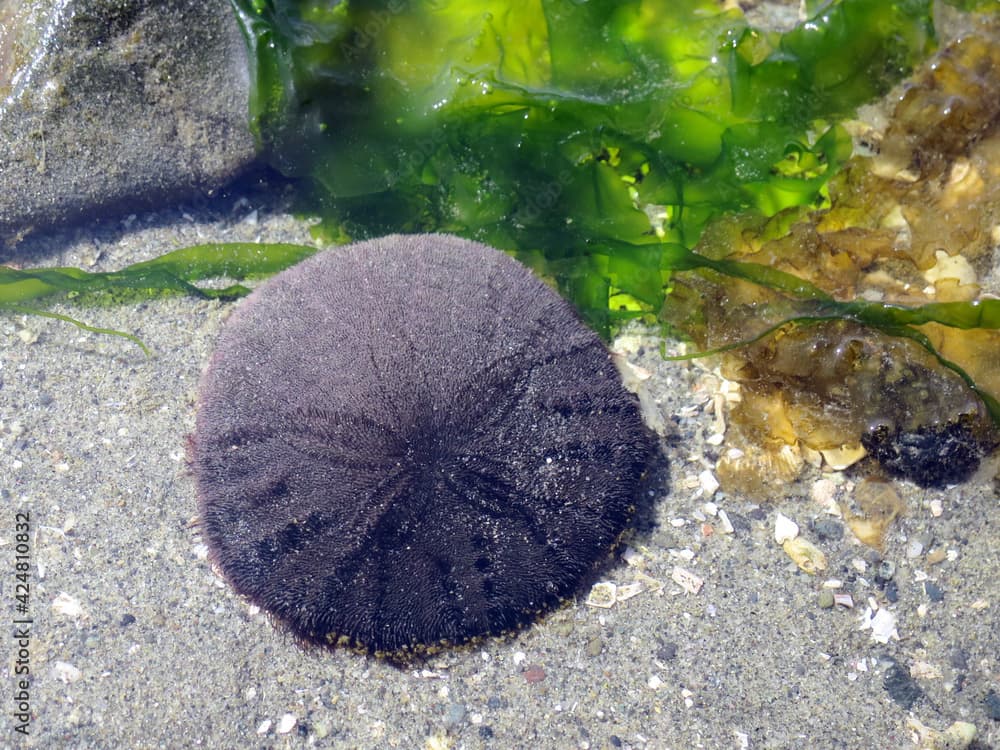 Eccentric Sand Dollar - Dendraster excentricus