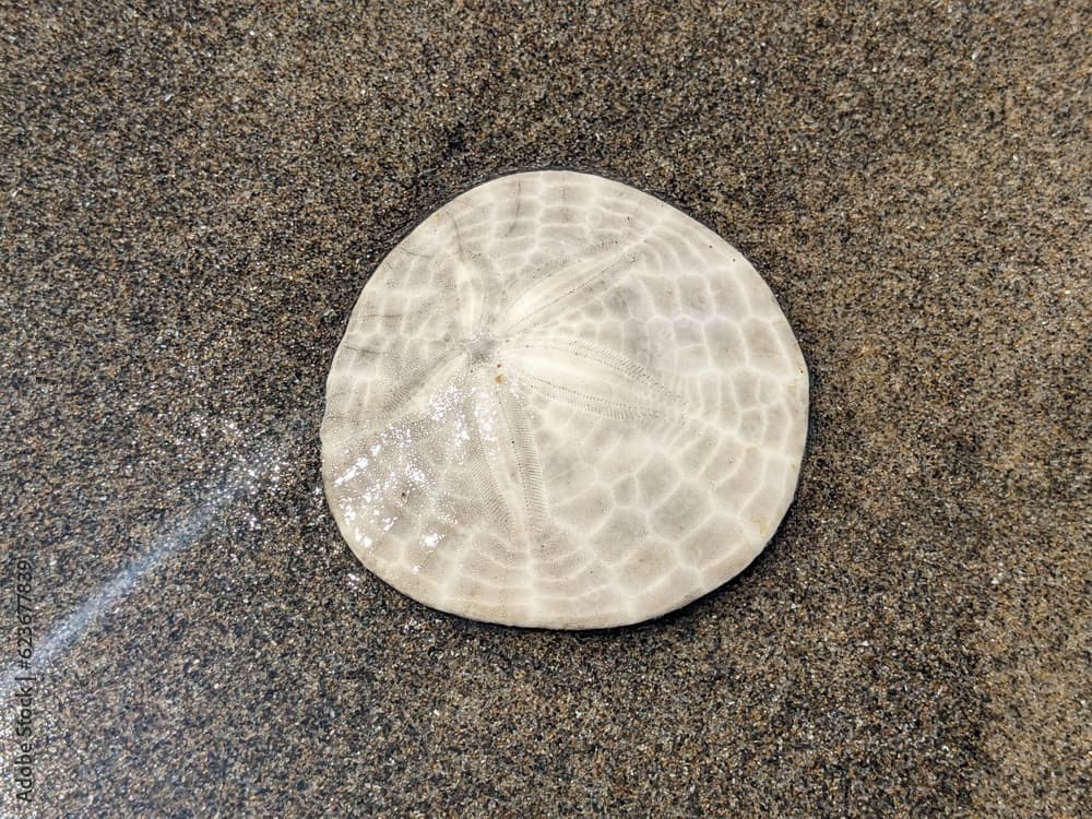 Close up top down view of an Eccentric Sand Dollar (Dendraster excentricus), at the edge of the wet sand. 