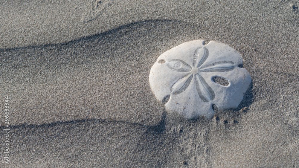Sand dollar (Dendraster excentricus) shell (endoskeleton) on Sand Dollar Beach,  Magdalena Island in Baja California, Mexico.