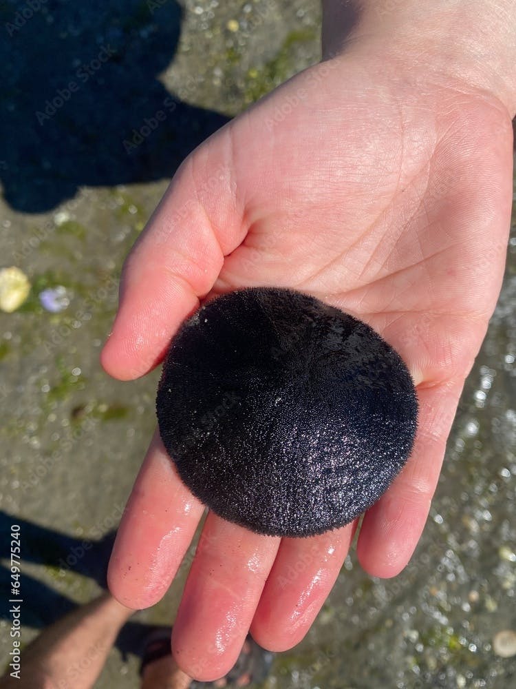 A hand holding a sand dollar found in the gulf islands, british columbia, canada