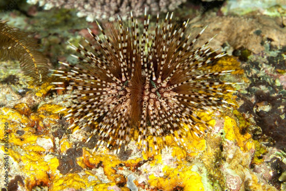 Banded sea urchin or double spined urchin, Echinothrix calamaris