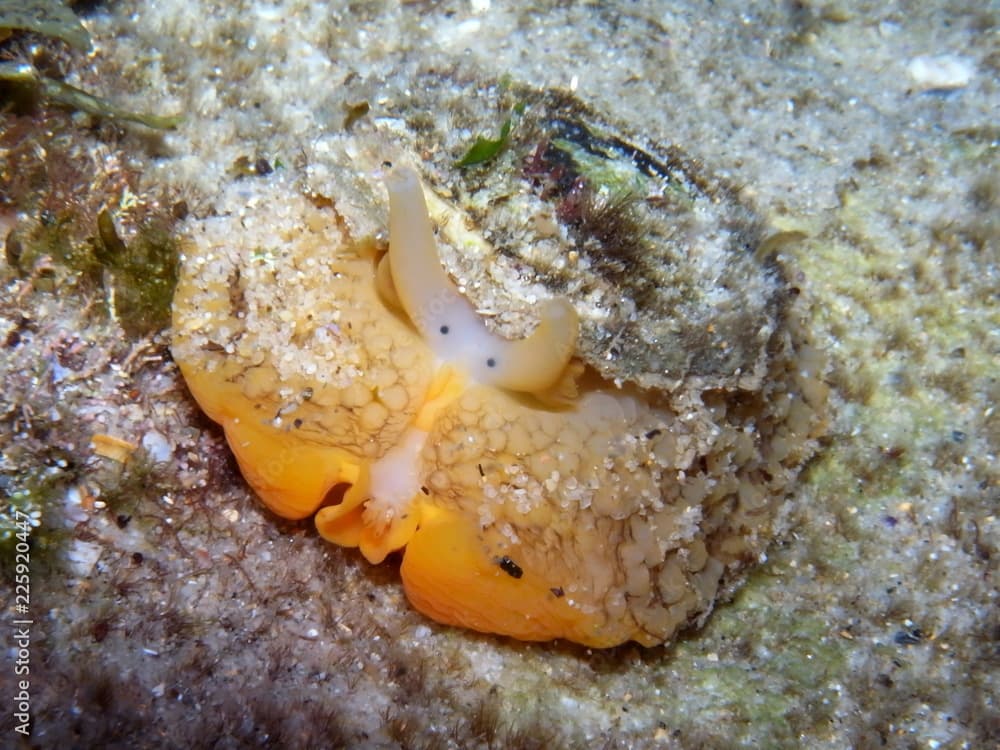 Orange Sea Slug, Umbrella slug-Umbraculum umbraculum looking at camera at Bronte Pool, Sydney, NSW, Australia