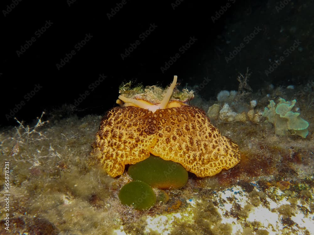 Magnificent sea slug umbraculum umbraculum from Cyprus