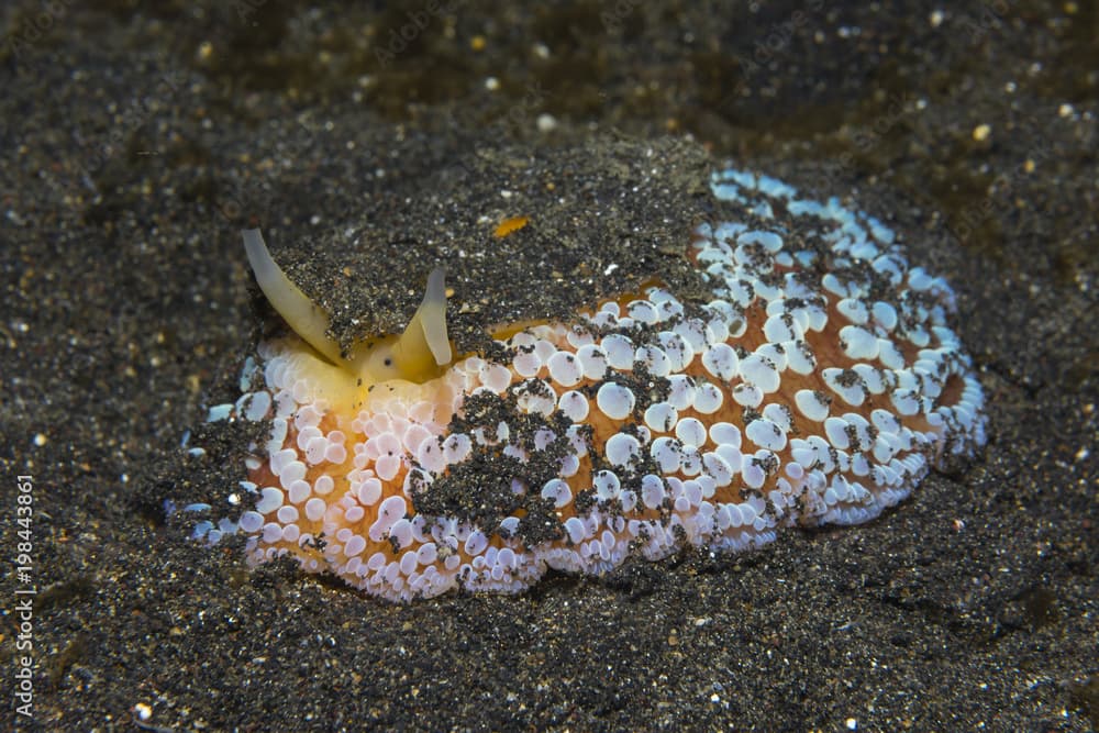 Meeresschnecke "Umbraculum umbraculum"