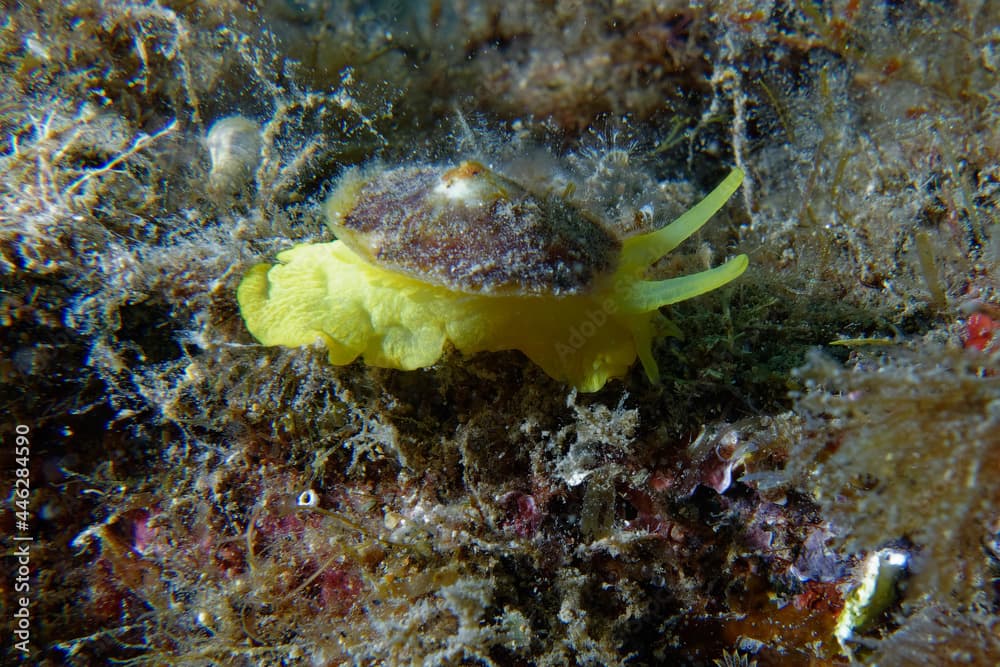 Yellow umbrella slug (Tylodina perversa) in Mediterranean Sea