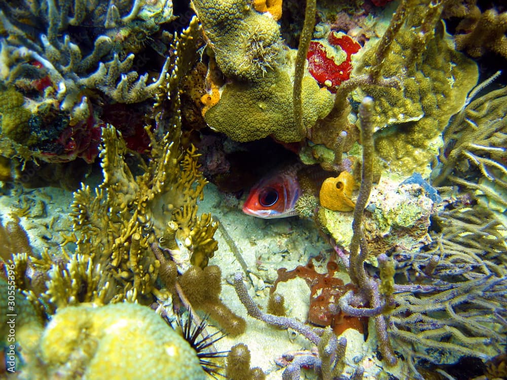 Squirrelfish, Holocentrus adscensionis hidden in a coral reef, Bocas del Toro, Caribbean sea, Panama