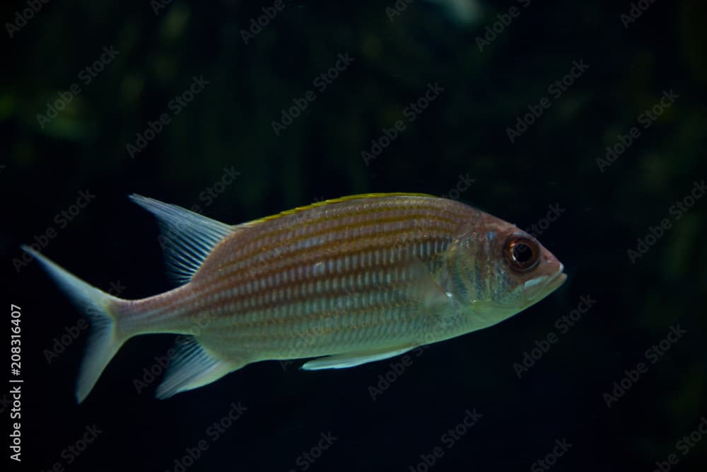 Squirrelfish (Holocentrus adscensionis).