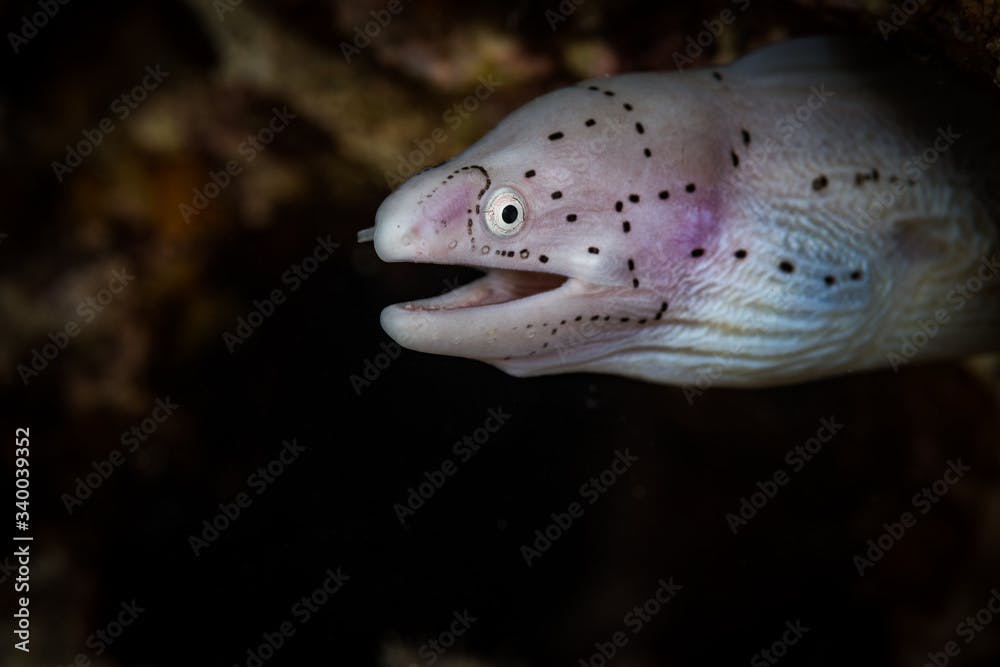 Peppered moray eel (Siderea picta) in the southern Red Sea