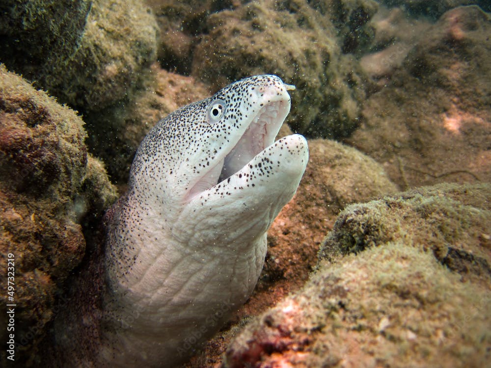 Peppered Moray Eel - Siderea Picta