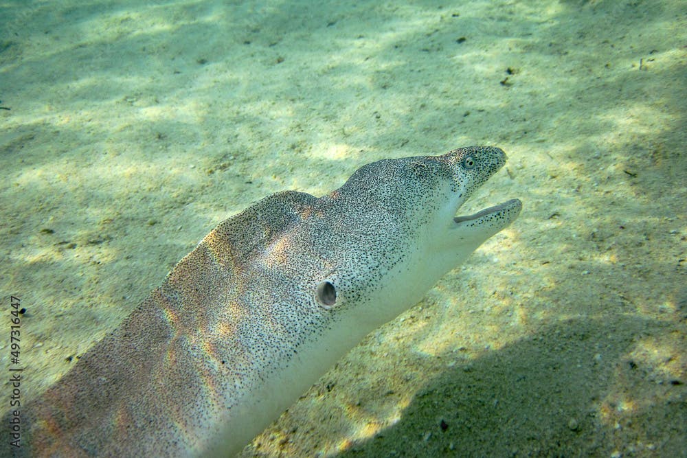 Peppered Moray - Siderea Picta