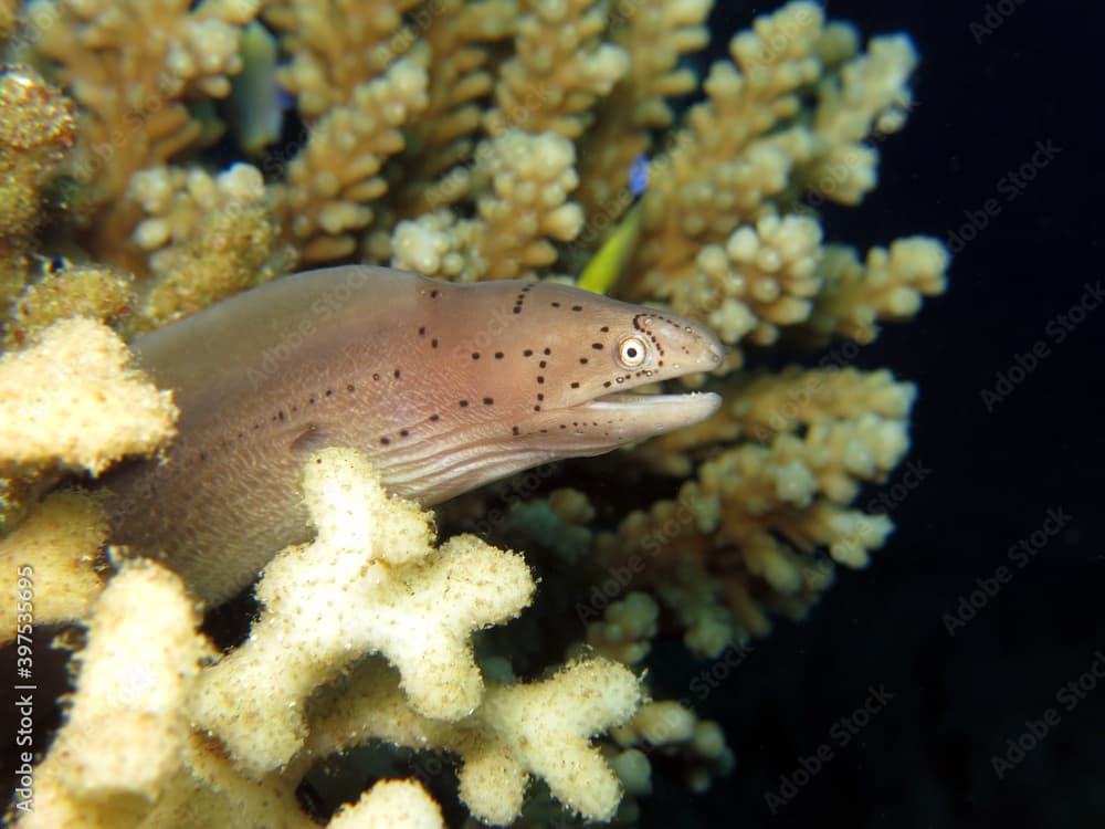 Closeup of a Grey moray Gymnothorax griseus 