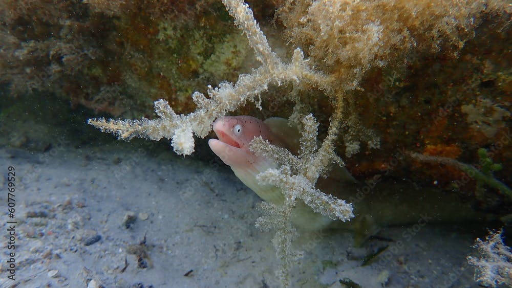 Geometric moray or grey moray (Gymnothorax griseus) undersea, Red Sea, Egypt, Sharm El Sheikh, Nabq Bay