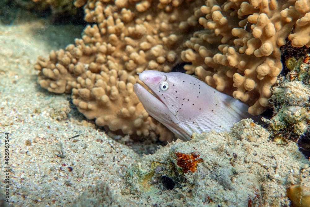 Grey Moray eel (Gymnothorax griseus) , Red sea