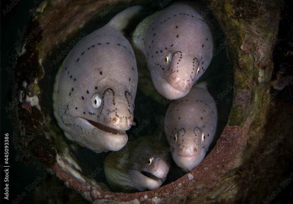 Geometric moray (Gymnothorax griseus). Underwater world of coral reef near Makadi Bay, Hurghada, Egypt