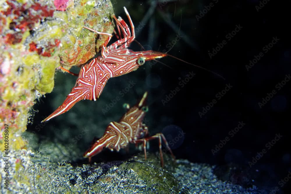 Camel shrimp